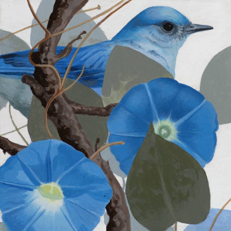 Mountain Bluebird