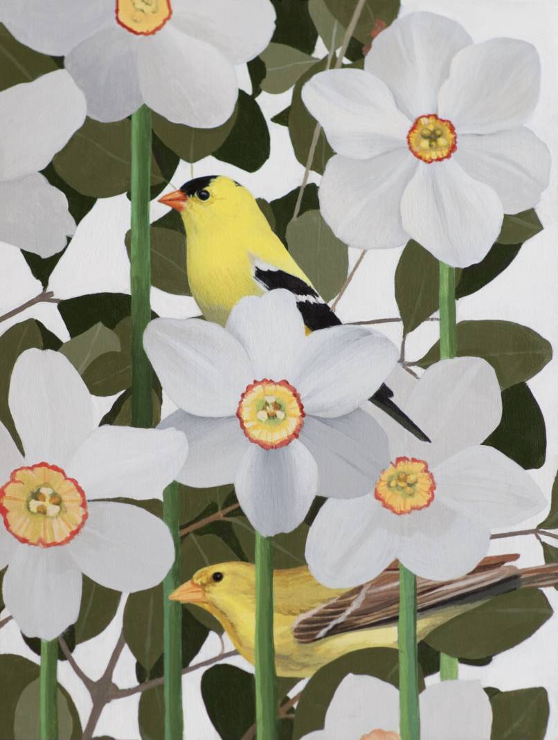 American Goldfinches